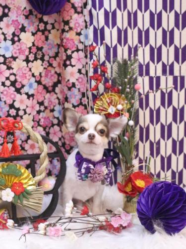 20250128トキくん